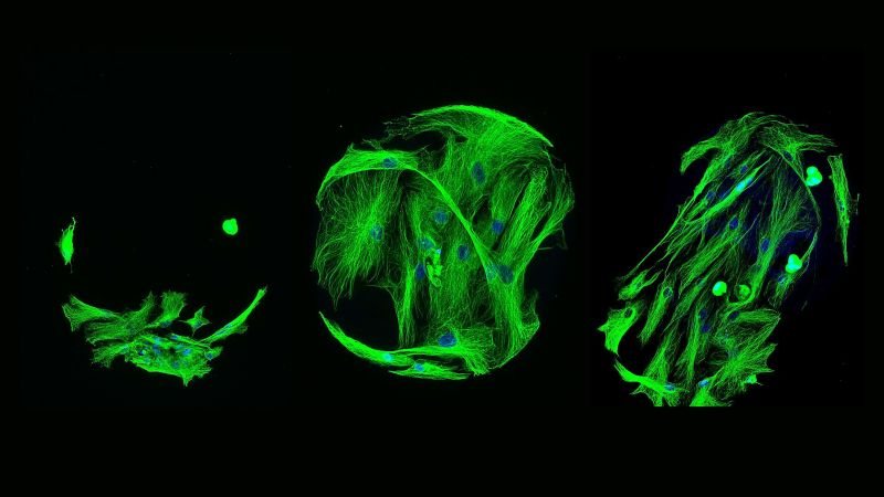 Imagen que muestra las diferentes formas de ciertos polĂmeros. Por Mahetab Amer – Universidad de Nottingham. (Imagen: EPSRC)